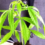 How to Develop a NYS Cannabis Business Plan_Cannabis-Business-Startup