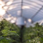 How to Start a Cannabis Business in New York Cannabusiness