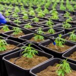 Cannabis Industry Start-up Costs